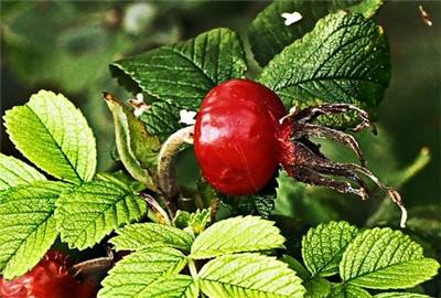 复合微生物肥料的功能特点 复合微生物肥料的功能特点