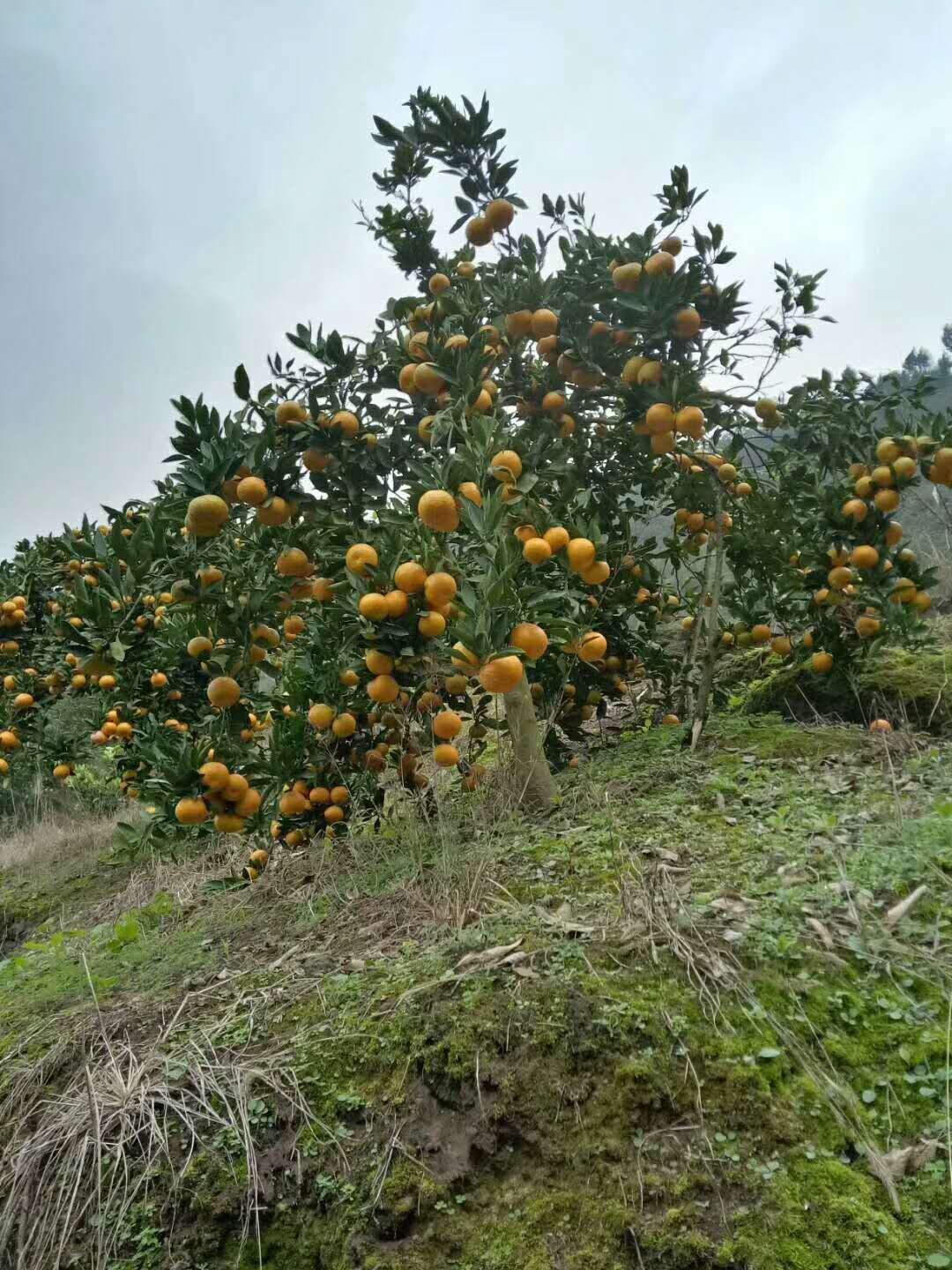 ���������ͻ����Թ��ļ�ʮĶʾ������԰