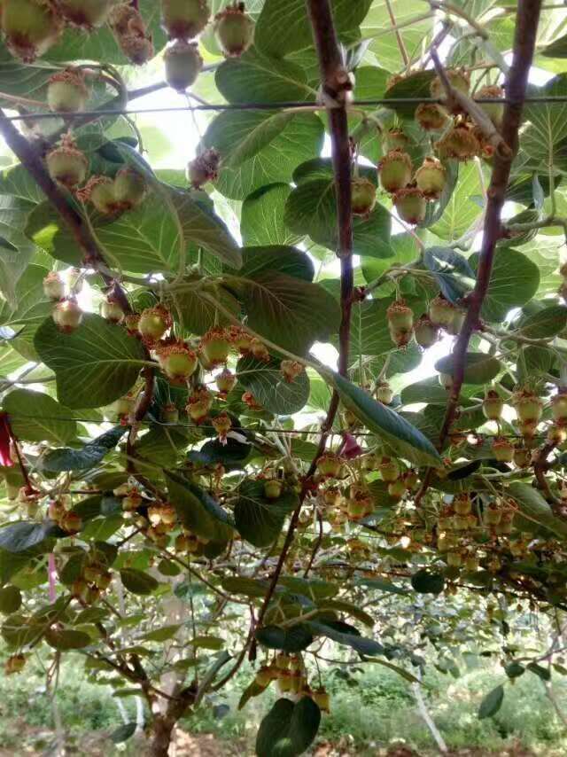 �����������콨��⨺���ʾ������