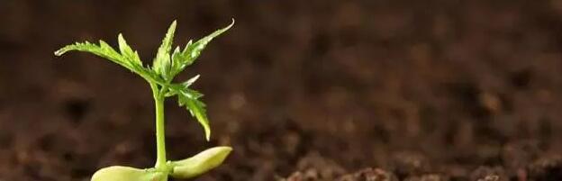 �����л��ʵķ�չ��״��չ��